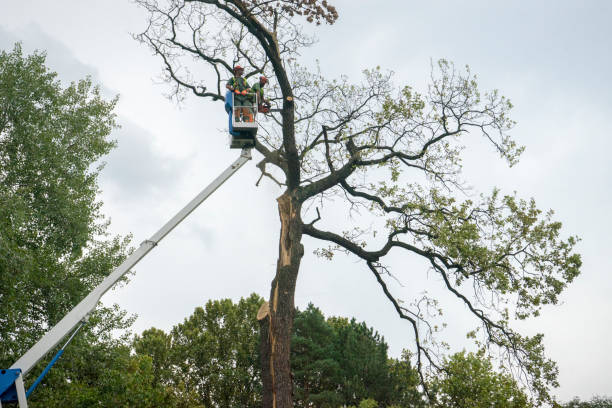 Best Emergency Storm Tree Removal  in Cera, AL